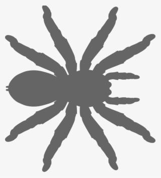 Tarantula #9595827