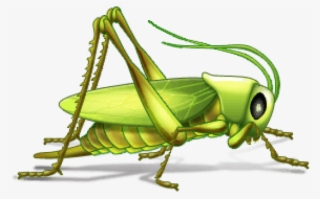 Grasshopper Clipart Cold - Insects Examples With Names - Free ...