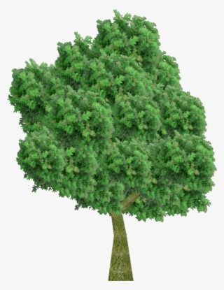 European Ash - Кусты Без Фона #9597556