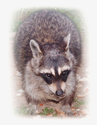 Ricky Raccoon Digital Art - Procyon #9597610