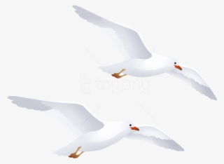 Best Seagulls Png - White Seagull Silhouette Png #9598833 Best Seagulls Png - White Seagull Silhouette Png #9598833