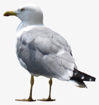 Gull Png - European Herring Gull #9598898