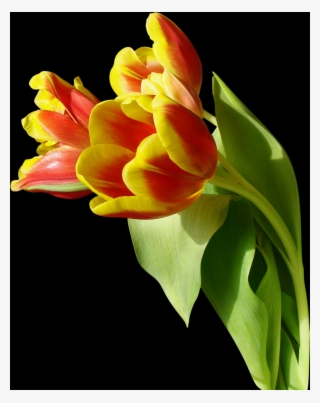 Tulip, Free Pngs - Hummingbird I Love You #9598948