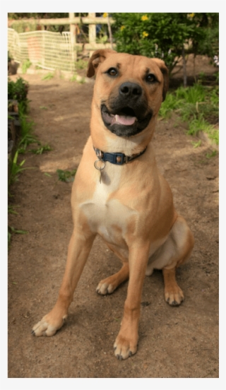 Photo Of Budweiser - Companion Dog #9598993