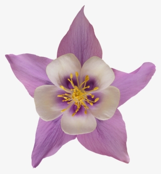 Flor Png File Png - Flores En Png Y Mas #9599279