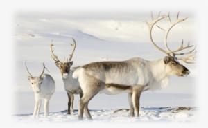 Caribou Reindeer #960035