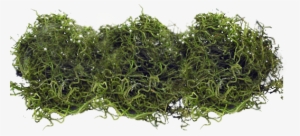 Spanish Moss Png - Moss #961056