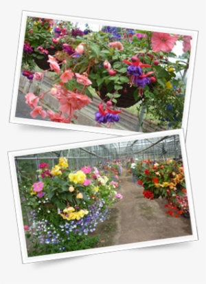 Hanging Baskets - Rosa Glauca #961105