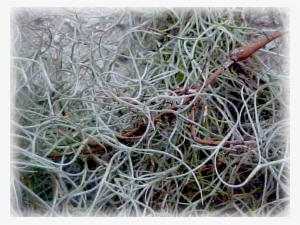 Spanish Moss #961130
