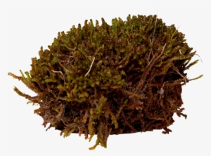 Scorpion Moss - Non-vascular Land Plant #961234