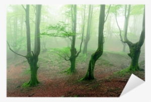 Forest #961317