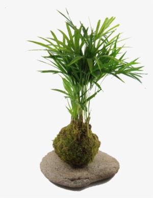 Kokedama Palmito Kok Arte Natural Mla F 145957614 4176 - Kokedama Png #961368