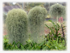 Wild Things Grow - Tillandsia Usneoides #961496