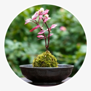 If You Are A Grower And Are Interested In Hanging Baskets, - Bonsai #961588