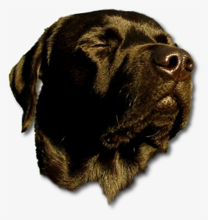 Doghead - Funny Meme Of Today #961728