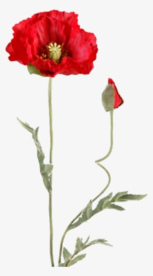 Pgn Pipacsok - Kwiaty Bez Tła #961997