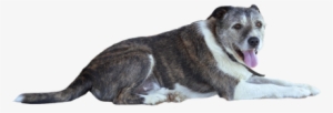 Png,dog,animal - Animales Png #962088