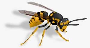 Pest Control Stinging Insects Yellowjackets And Wasps - Yellow Jackets Wasp #962495