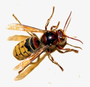 Hornet - Wasp With Red Back #962956