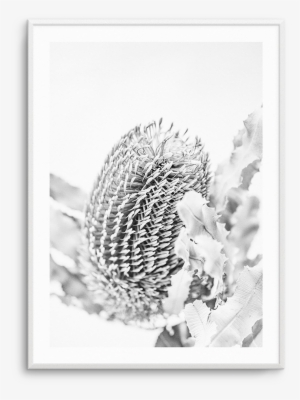Png Free Banksia B W No I Native Botanical - Banksia #962980