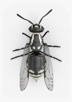 Raid Wasp & Hornet Killer 33 #963021