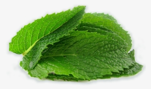 Our Herbs Are Sustainably Grown - Mint Png #964851