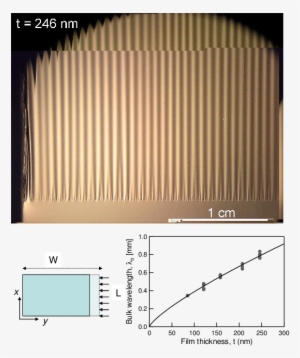A) Image Of A Wrinkled Ps Sheet Floating On The Surface - Diagram #965137