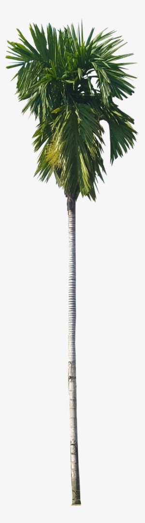 Areca Catechu02l - Areca Nut Tree Png #965272