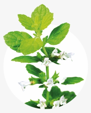 Lemon Balm - Zioła Lecznicze #965299