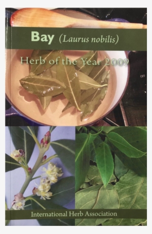 Bay 2009 Herb Of The Year™ - Datura #965425