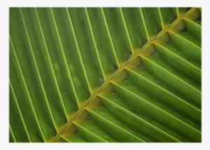 Fern #965509