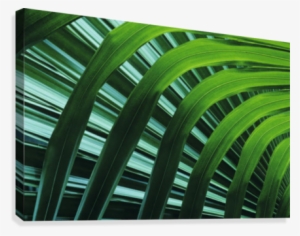 Hawaii, Palm Frond Close-up In Tropical Botanical Gardens #965702 Hawaii, Palm Frond Close-up In Tropical Botanical Gardens #965702