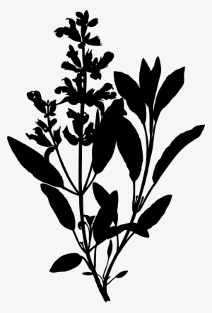 Jpg Library Clipart Sage Big Image Png #965820