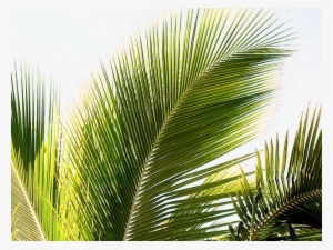 Namepalms - Holy Week Palm Sunday 2018 #965840