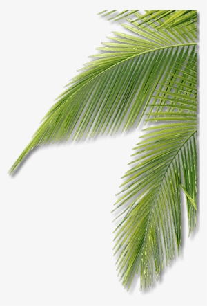 Enter Name - Roystonea #965997