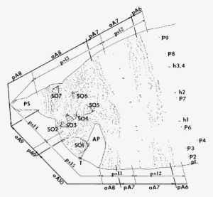 Camera Lucida Drawing Of The Caudal Segments Of A Canton-s - Drawing #966303