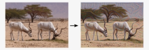 Ibex Grazing, Pre And Post Edge Detection - Google Deep Dream Before After #967013