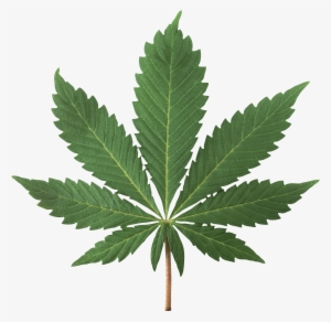 Cannabis Plant Png Image - Marijuana Jpg #969759