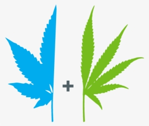 Cannabis Humidity For Grow Rooms - Cannabis #969827