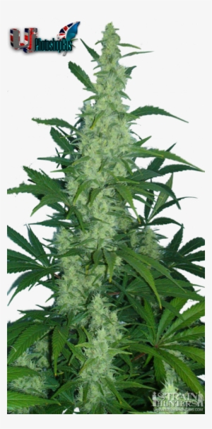 Growing Weed Plant Drawing - Northern Lights Cannabis #969856