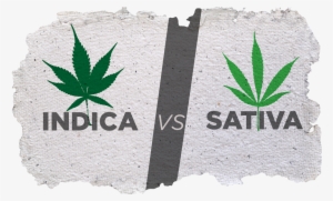 Cannabis - ההבדל בין סאטיבה לאינדיקה #969905