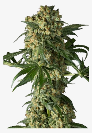 Download Weed Plant PNG, Transparent Weed Plant PNG Image Free ...