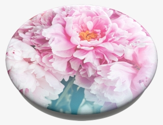 Peony, Popsockets - Common Peony #9602678