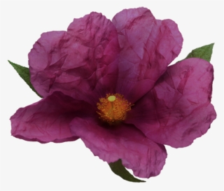 Noble Vii Rock Rose - Camellia Sasanqua #9602944