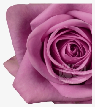 Dark Lavender Roses - Floribunda #9603078