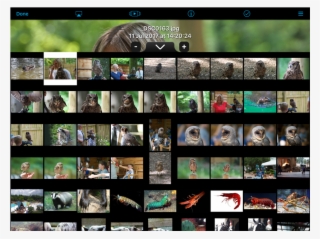 Dedicated Photo Viewer - Collage #9604599