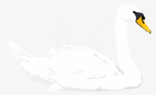 Free Png Download Swan Transparent Png Images Background - Tundra Swan #9606269