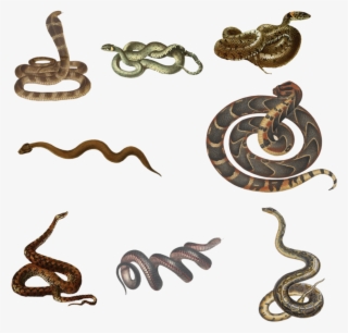 Snakes Png - Black Snake, Pseudechis Porphyriacus #9606310 Snakes Png - Black Snake, Pseudechis Porphyriacus #9606310