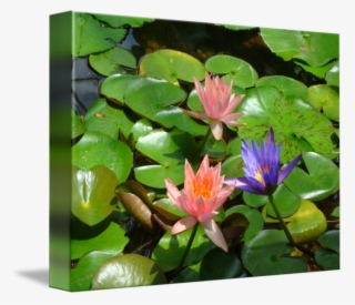 650 X 560 7 - Water Lily #9608436