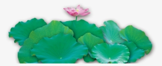 Water Lily Clipart Lotus Leaves - Sacred Lotus #9608537